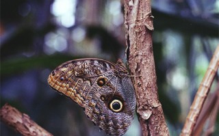 特种兵之利刃出鞘剧情介绍（特种兵之利刃出鞘剧情介绍电视猫）